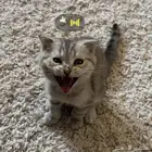 قط سكوتش  شيرازي للتبني