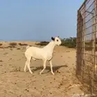 تيس بيشي صنف