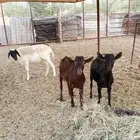 تيوس للبيع