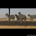 طليان ورخال