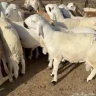 بعم سواكني للبيع