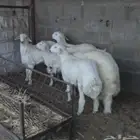 للبيع طليان طيبة وناهية