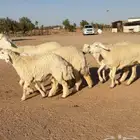 رخال حريات 5 بالفحل طيبة ومقنوي (( تمم البيعع ))