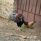 ديك بلدي شرط