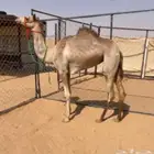 هجن