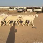 رخال حريات صنف 8 منوة القناي((تمم البيعع))