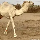 قعود باتلي فاخر