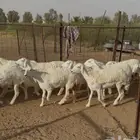 25 رخل حرية كفو (تم البيع)
