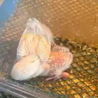 فروخ روز غار