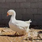 جوز وز روسي فاخر