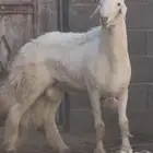 فحل نادر من اندر فحول الساحة