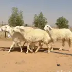 رخال حريات دفيع صنف 5 مقاني ((تمم البيعع))