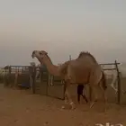 للبيع بعير احمر باتلي