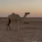 للبيع ناقه ضريبه وضح