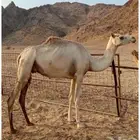 هجن