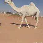 لقحه وضحا جذعه
