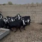 معزى عوارض 30 بفحلها