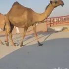 لقحه صفرا بكر ثنيه
