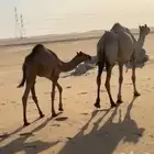 هجن