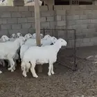 رخال حريه العدد 53 راس (تم البيع)