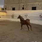 مهره شعبيه شيخه