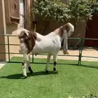 تيس هولندي