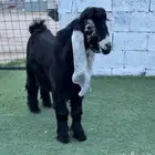 جفر عارضي معرف