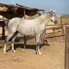 فرس