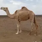 ناقه ظريبه على جميع الشروط