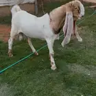 تيس مشروع فحل