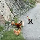 دجاج براهما