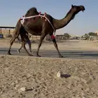 عشاير ضرايب مجاهيم 2