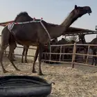 ضروبه مجهم كفو