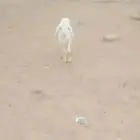 للبيع داغور رخل حري