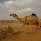 للبيع جمل أحمر كفو باتلي