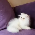 كتن ذكر بيكي فيس بيرشن بيور