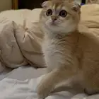 سكوتش فولد انثى للبيع جاهزه للتسليم