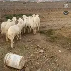 طليان العداد 9 الموقع كرا الحايط