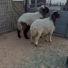 خروف ورخل فاخره