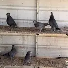 حمام قطيفي قلاب الاصايل