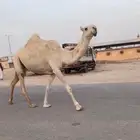 للبيع بكراه رمانيه