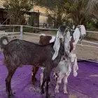 جذعات متابيع فاخره