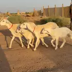 رخال ولد 2 حريات ثنوات صنف(( تمم البيعع ))