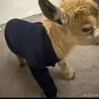 تيس قزم للبيع