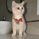 للبي ع كتن ذكر بريتش Ay12 مسجل بالاقساط