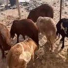بهم سواكن جاهز للتربية