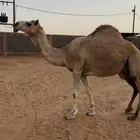 شقحاء عشراء ضروبه