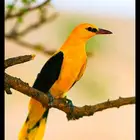 متوفر طيور صفار صفر