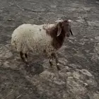 خروف للبيع