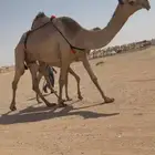 عشرا شعلا حدرها بكره